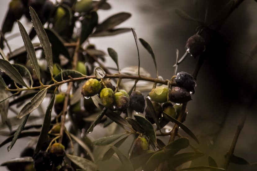 Già partita la raccolta delle olive italiane, buoni segnali per la qualità ma preoccupa la quantità