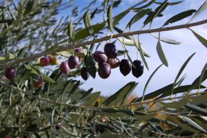 Già partita la raccolta delle olive italiane, buoni segnali per la qualità ma preoccupa la quantità