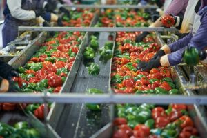 L’alimentare italiano regge l’urto del Covid-19. Il peso di sostenibilità ed etichetta L’alimentare italiano regge l’urto del Covid-19. Il peso di sostenibilità ed etichetta