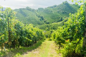 Tra scienza e intuizione, tra storia e futuro: il Prosecco, da Antonio Carpen&egrave; ad oggi