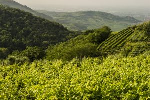Il futuro del Soave