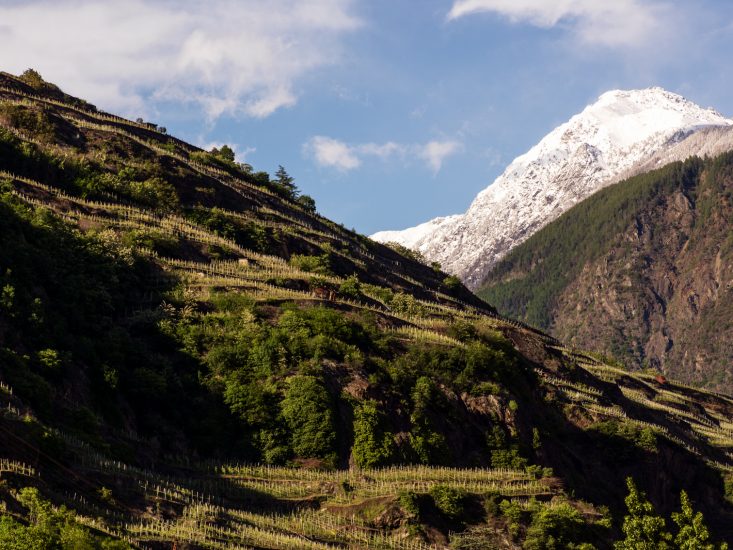 I terrazzamenti vitati in Valtellina