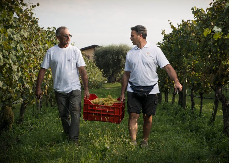 Le vigne di Lugana di Zenato