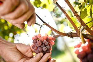 Selling grapes? Great idea in Trento and Bolzano, less so in Calabria: revenues by region Selling grapes? Great idea in Trento and Bolzano, less so in Calabria: revenues by region