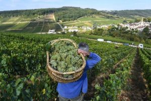 Borgogna, le uve sono già in cantina. Export al -11,9% nei primi 6 mesi 2020