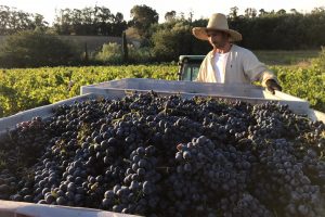 Confagricoltura: “manca manodopera per la raccolta e la vendemmia. Urgente il decreto flussi”