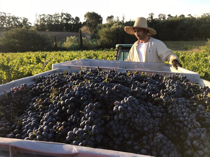 La vendemmia a Castello del Terriccio