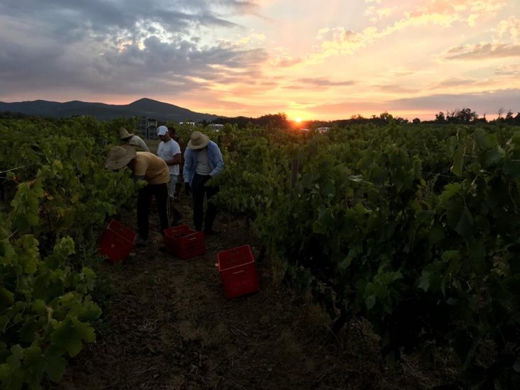 La vendemmia a Castello del Terriccio, in Toscana