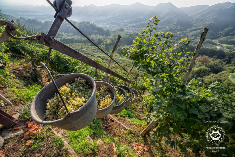 La vendemmia eroica a Conegliano