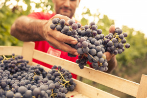 Vino, la produzione mondiale 2020 sui 258 milioni di ettolitri, in linea (+1%) sul 2019