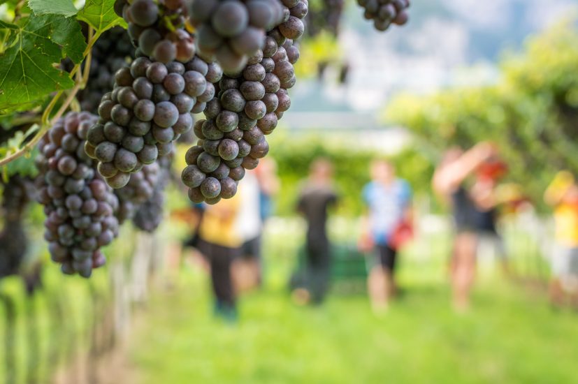 La vendemmia del Pinot Grigio delle Venezie