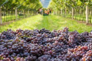 Da “commodity” a “vino domestico”, il percorso del Pinot Grigio nel mercato Usa