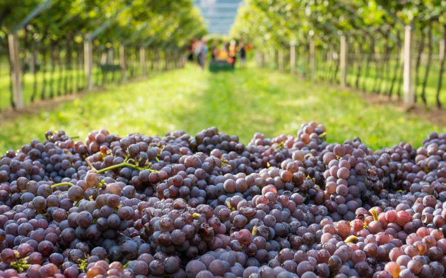 La vendemmia del Pinot Grigio delle Venezie, che “vale” la metà della produzione mondiale