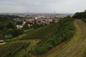 Vigneto Reale di Villa della Regina a Torino: finita la “vendemmia della rinascita” Vigneto Reale di Villa della Regina a Torino: finita la “vendemmia della rinascita”