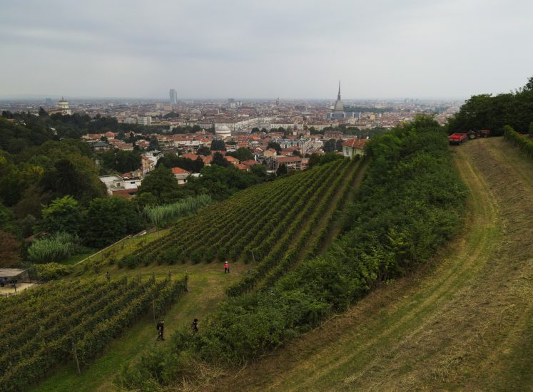 La vendemmia di Vigna della Regina, vigneto urbano di Torino nato nel Seicento