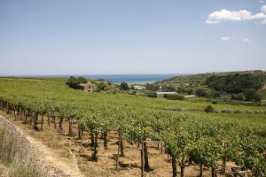 Mundus Vini “summer tasting”, Italy n. 1. Cantina Tollo the best for Italy