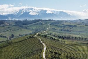 Codice Vino, lo spin-off di “Codice Citra” che esalta la tipicità degli autoctoni d’Abruzzo