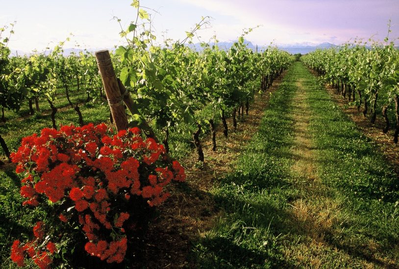 Le vigne di Lugana di Zenato
