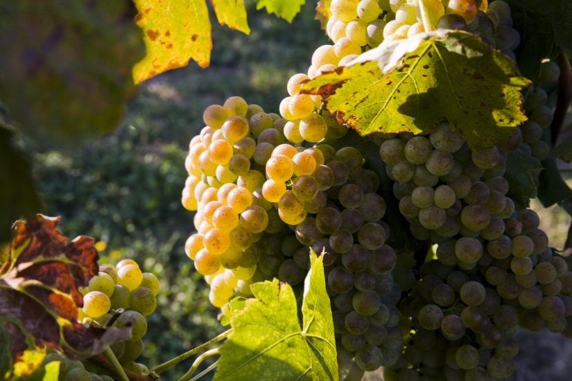 Le vigne di Lugana di Zenato