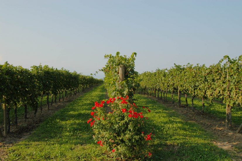 Le vigne di Lugana di Zenato