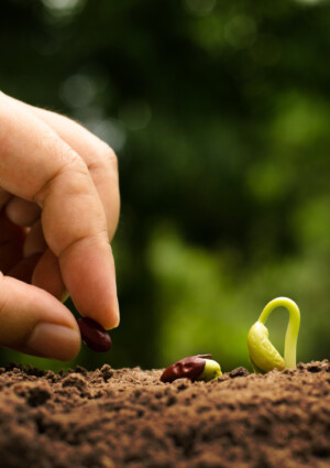 Cresce in Italia l’agricoltura biologica: nel 2024 copre 2,5 milioni di ettari, a +2,4% sul 2023