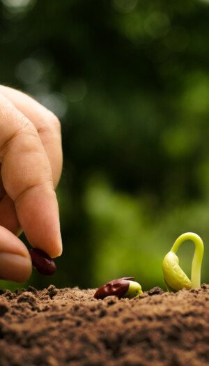 Cresce in Italia l’agricoltura biologica: nel 2024 copre 2,5 milioni di ettari, a +2,4% sul 2023