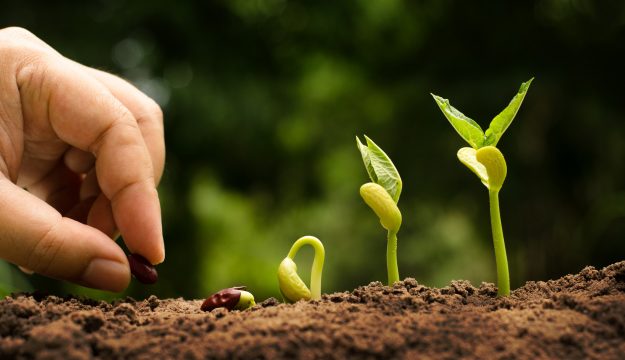 Cresce in Italia l’agricoltura biologica: nel 2024 copre 2,5 milioni di ettari, a +2,4% sul 2023