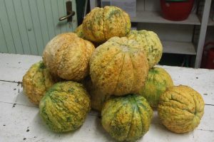 Presidio Slow Food, Antichi Meloni Reggiani