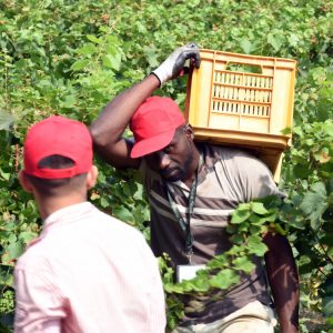 Trasparenza in agricoltura: da Bankitalia facilitazioni per aprire conti per i lavoratori stranieri