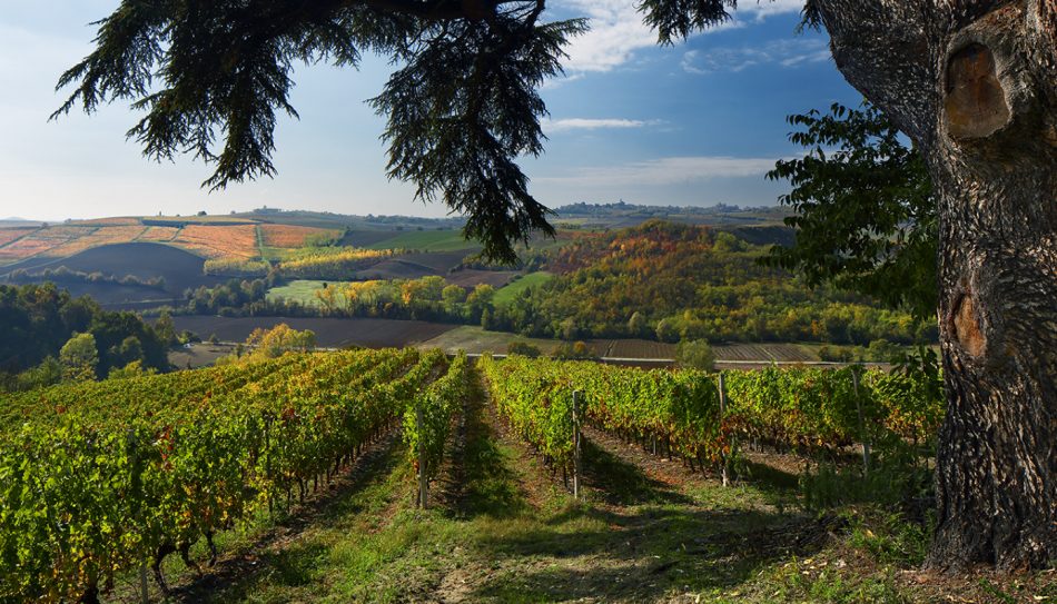 I vigneti di Bricco dei Guazzi, in Piemonte