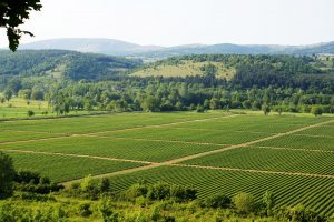 Cresce la superficie coltivabile a biologico in Italia: nel 2020 oltre 2,1 milioni di ettari (+5%)