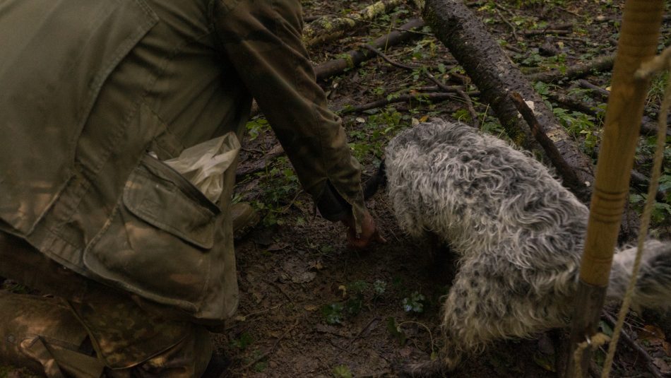 Il Tartufo di San Giovanni d’Asso, nel territorio del Comune di Montalcino