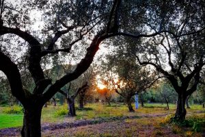 Cooperativa Sociale Osiride, Olio Evo Nata Terra