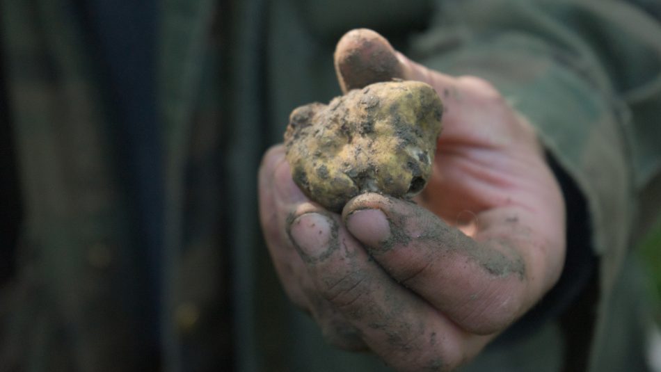 Il Tartufo di San Giovanni d’Asso, nel territorio del Comune di Montalcino