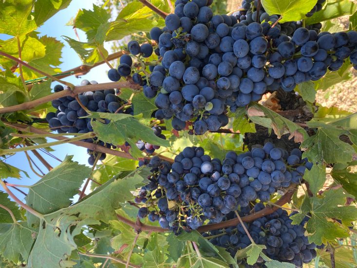 I filari dell’Azienda Agricola Vista Mare di Carlo Cracco in Romagna