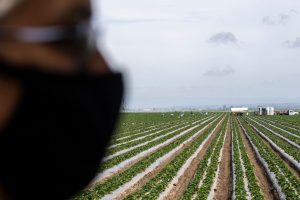 Promozione, meno burocrazia, infrastrutture: i soldi del Recovery Fund per rilanciare il wine & food