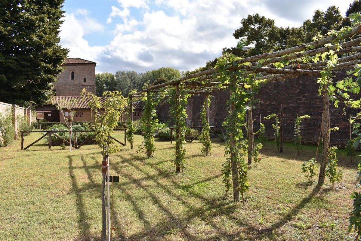 Letti di sarchiatura con piante agricole che crescono in giardino.  Controllo delle erbacce e degli infestanti in giardino. Terreno coltivato  in primo piano Foto stock - Alamy