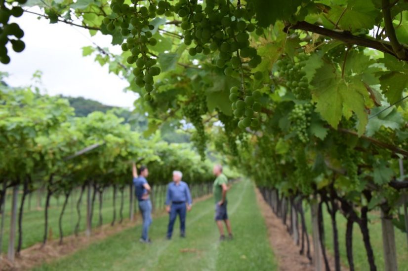 Le vigne del Marzemino nella foto di M. Facci