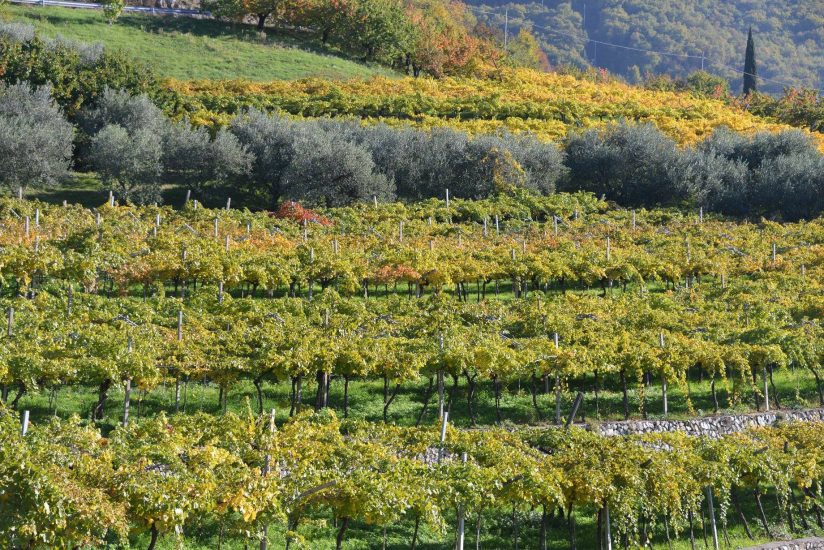Le marogne, i tipici muretti a secco che sorreggono le vigne della Valpolicella