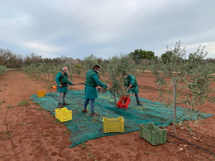 Il primo raccolto degli ulivi Xylella resistenti in Salento