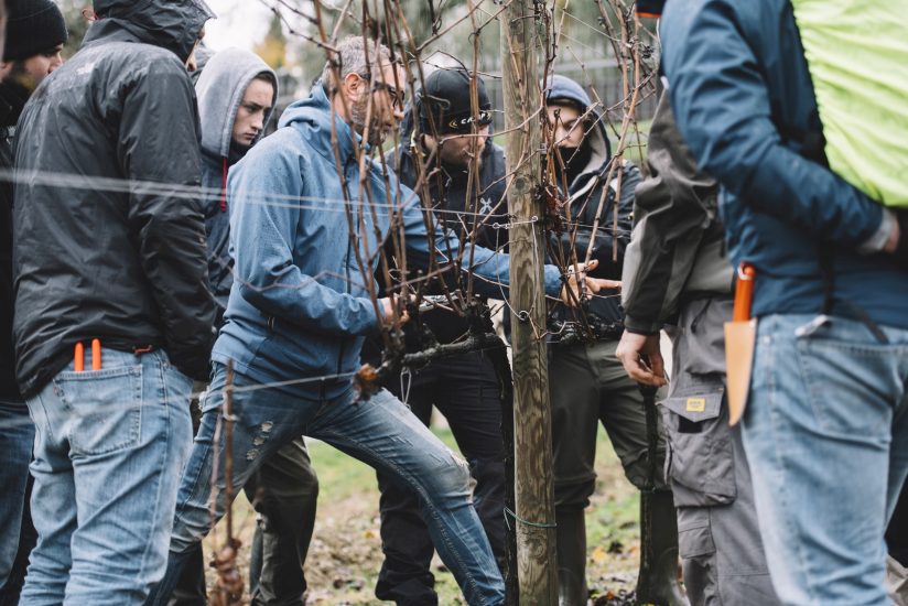 La potatura della vite si impara on line, nel mondo: nasce la Vine Master Pruners Academy digitale