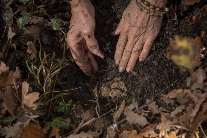 La cerca del tartufo bianco nelle Langhe (ph: Tino Gerbaldo)