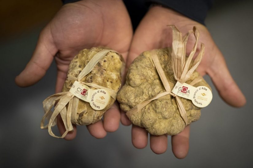 Tartufo Bianco di Alba, la Fiera diventa digital in tempo di Covid