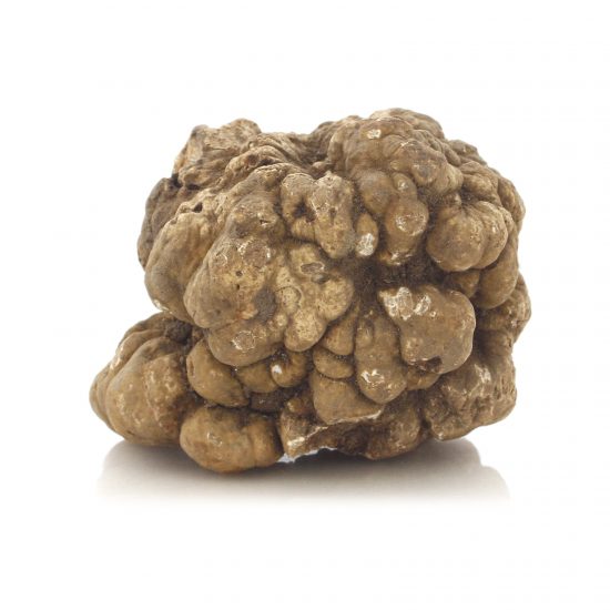 Il tartufo bianco da 530 grammi