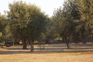 L&rsquo;&ldquo;aiuto&rdquo; nella lotta alla Xylella arriva dagli ulivi monumentali: la Puglia autorizza gli innesti