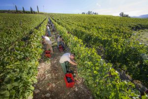 With the grapes in the cellar and the first wines, a journey through the Italian wine designations With the grapes in the cellar and the first wines, a journey through the Italian wine designations
