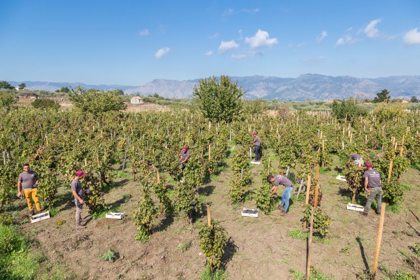I vigneti di Firriato in Sicilia