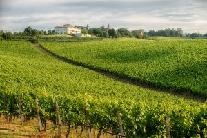 Ceev e Wine Institute all’unisono: il vino resti fuori dalle dispute commerciali tra Ue e Usa