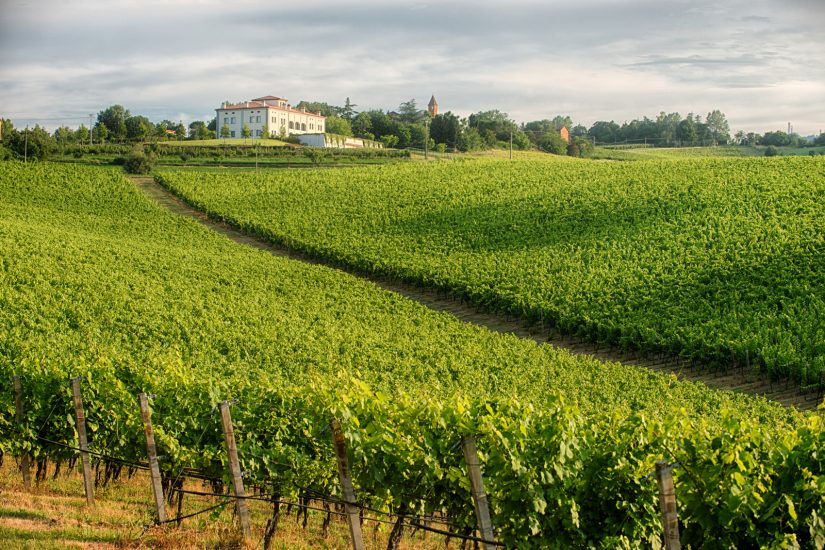 La tenuta e i vigneti della Umberto Cesari, cantina di riferimento della Romagna