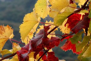 Autunno, in vigna si vendemmia. Ultimo passo del ciclo della vite, primo del nuovo vino Autunno, in vigna si vendemmia. Ultimo passo del ciclo della vite, primo del nuovo vino